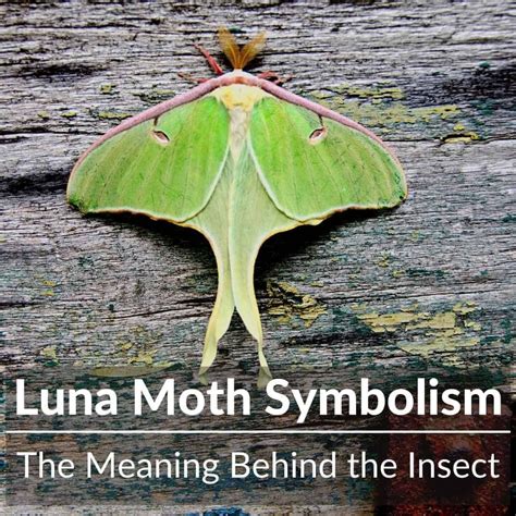 Unveiling the Meaning of Moths in Literature and Art