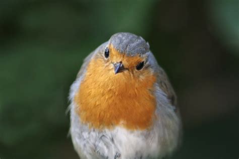 Unveiling the Meaning of Robin Birds in Dreams