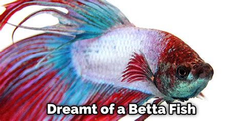 Unveiling the Meaning of Snowy Betta Fish in Various Cultures