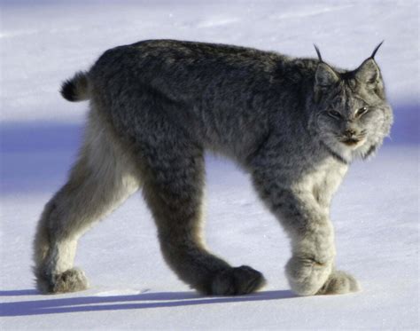 Unveiling the Message: Decoding the Actions of the Majestic Lynx