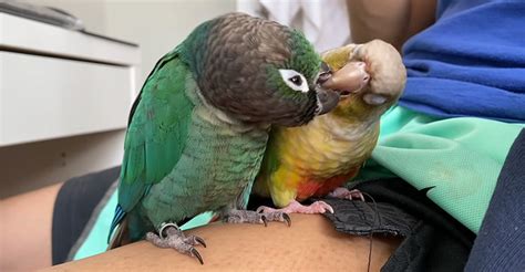 Unveiling the Message Behind Parrot Aggression: A Cry for Unleashing Personal Expression