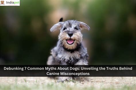 Unveiling the Misconceptions: Debunking Common Myths About Canines with a Snowy Coat