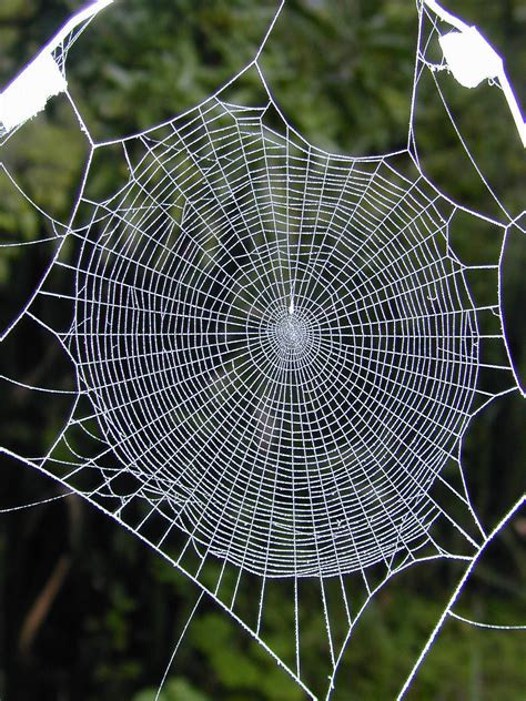 Unveiling the Misconceptions Surrounding Female Cobweb Spinners