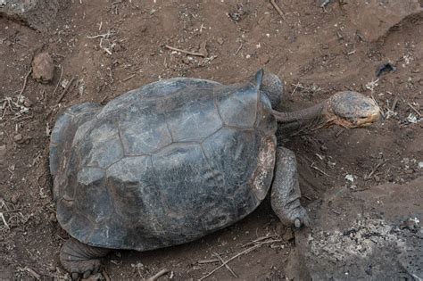 Unveiling the Mysteries: Exploring the Symbolism of a Vulnerable Tortoise sans its Protective Shelter