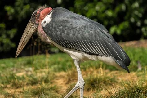 Unveiling the Mysteries: Giant Avian Creatures as Archetypal Emblems