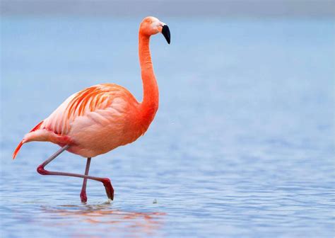 Unveiling the Mysteries: Scientific Research on Flamingos' Behavior and Physiology