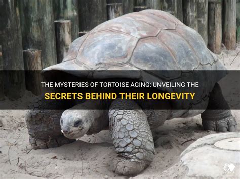 Unveiling the Mysteries: Tortoises and their Ancient Wisdom