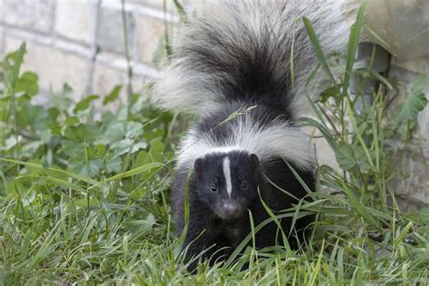 Unveiling the Mysteries: What Causes Skunks to Emit Their Unique Odor?