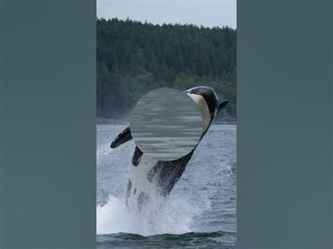 Unveiling the Mysteries of Orca Behavior