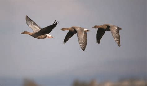 Unveiling the Mysteries of the Azure Goose Migration