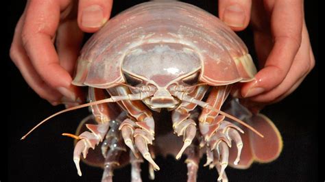 Unveiling the Mysterious Origins of Azure Crustaceans