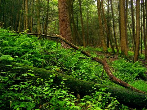 Unveiling the Mysterious Wonders of the Forest's Understory