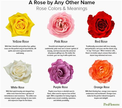 Unveiling the Mystery: Decoding the Enigmatic Symbolism of Rose