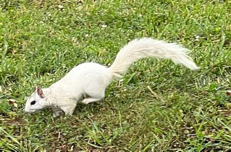 Unveiling the Mystery: What Makes Ivory Squirrels So Exceptionally Rare?