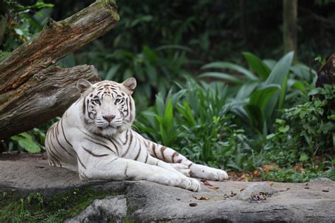 Unveiling the Mystery: What Makes Tigers So Gorgeous?