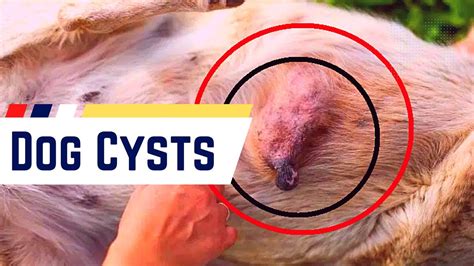 Unveiling the Mystery: What Triggers the Growth of Cysts?