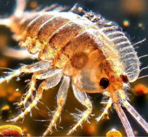 Unveiling the Origins of Louse-Ridden Dreamscapes