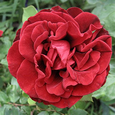 Unveiling the Perfect Selection of Rose Varieties for Your Delightful Garden