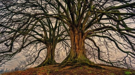 Unveiling the Profound Spiritual Significance of the Bare Tree