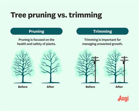 Unveiling the Psychological Importance of Trimming in Reveries