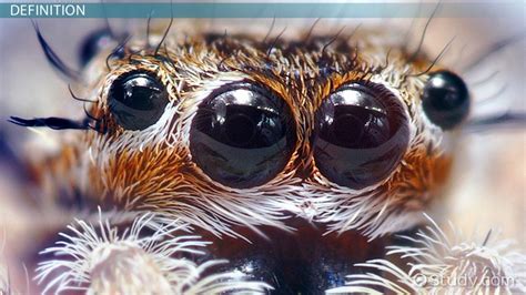 Unveiling the Psychological Interpretation: The Hidden Significance of Arachnid Visions