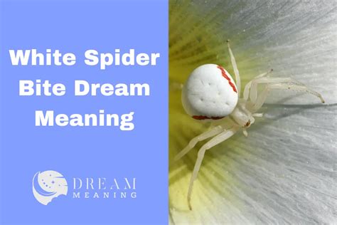 Unveiling the Psychological Significance of Spider Bites in Dreams