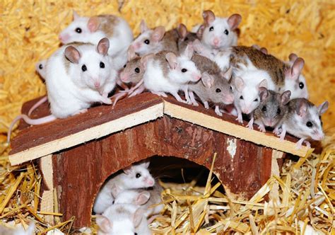 Unveiling the Psychology and Significance of Dreaming about Multiple Lifeless Rodents