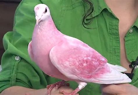 Unveiling the Science: What Gives Pink Pigeons Their Unique Coloration?