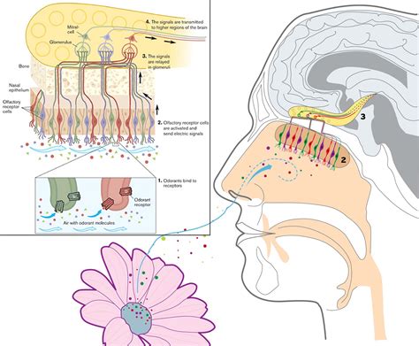 Unveiling the Science Behind Olfactory Reproduction during Dream States