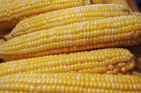 Unveiling the Science Behind Perfectly Prepared Corn