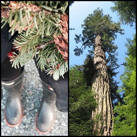 Unveiling the Secret Healing Powers of Coniferous Trees