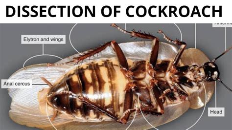 Unveiling the Secrets: Interpreting the Meaning of Cockroach Excrement in Sleep
