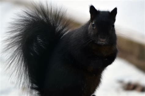 Unveiling the Secrets: Understanding the Genetics of Melanism