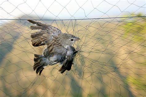 Unveiling the Secrets of Bird Trapping in Dreams