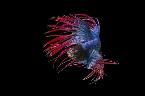 Unveiling the Secrets of Breeding and Nurturing the Alluring Midnight Betta Fish