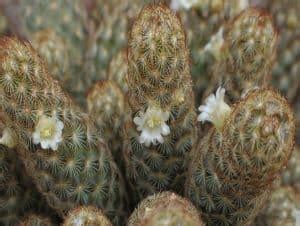 Unveiling the Secrets of Cactus Flowering: How and When it Occurs