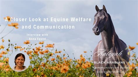 Unveiling the Secrets of Equine Communicators: Establishing a Bond with Grace