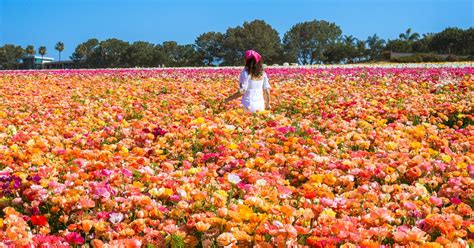 Unveiling the Secrets of Flower Fields