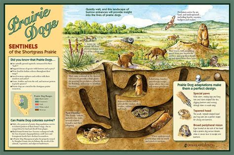 Unveiling the Secrets of Prairie Ecosystems