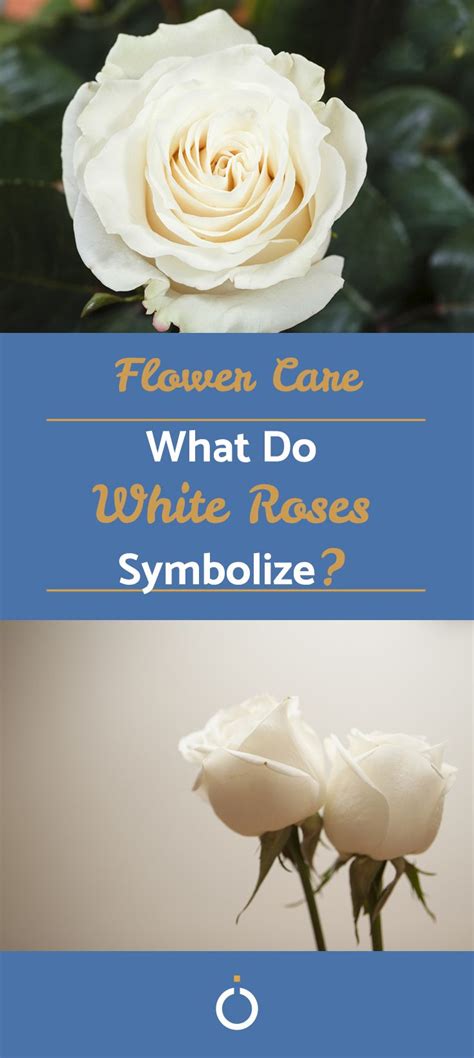 Unveiling the Secrets of White Roses as a Symbol of Eternal Love