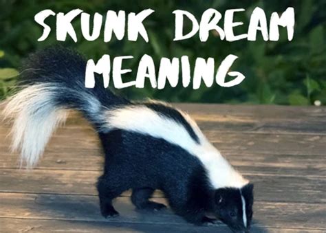 Unveiling the Significance: Skunks in Dreams