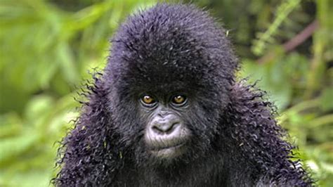 Unveiling the Significance of Gorillas in Sustainable Tourism and Environmental Preservation