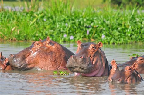 Unveiling the Significance of Overcoming a Mighty Hippopotamus in One's Dreams: An In-Depth Exploration