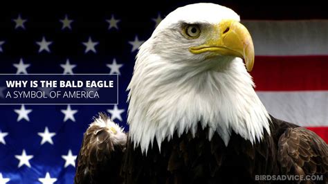 Unveiling the Significance of the Eagle as a National Emblem