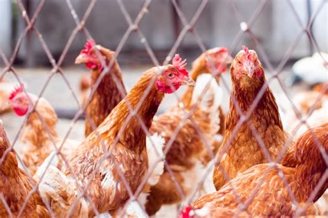 Unveiling the Subconscious Motivations behind Confined Poultry