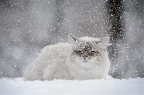 Unveiling the Subliminal Yearnings Associated with Snowy Felines