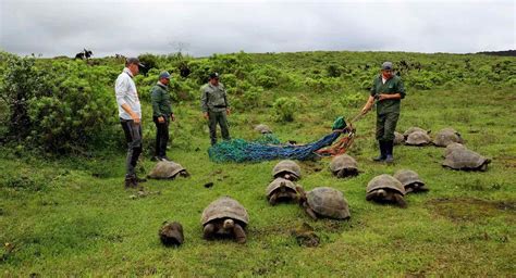 Unveiling the Symbolic Traits of Juvenile Tortoises