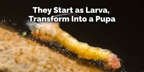 Unveiling the Symbolism: Understanding the Significance of Larvae