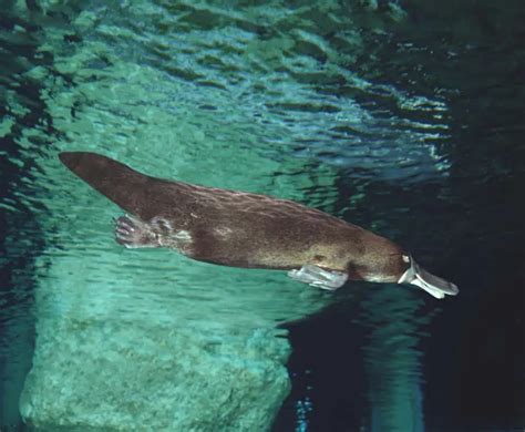 Unveiling the Symbolism of the Enigmatic Platypus