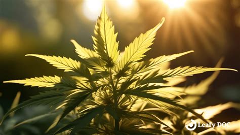 Unveiling the Therapeutic Potential of Cannabis: Discarding False Beliefs and Embracing Scientific Discoveries